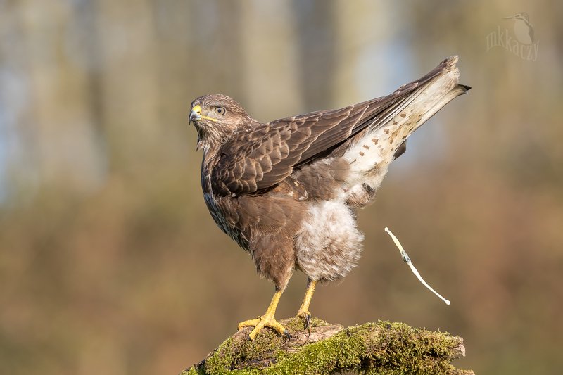 !@#$%^ фото превью