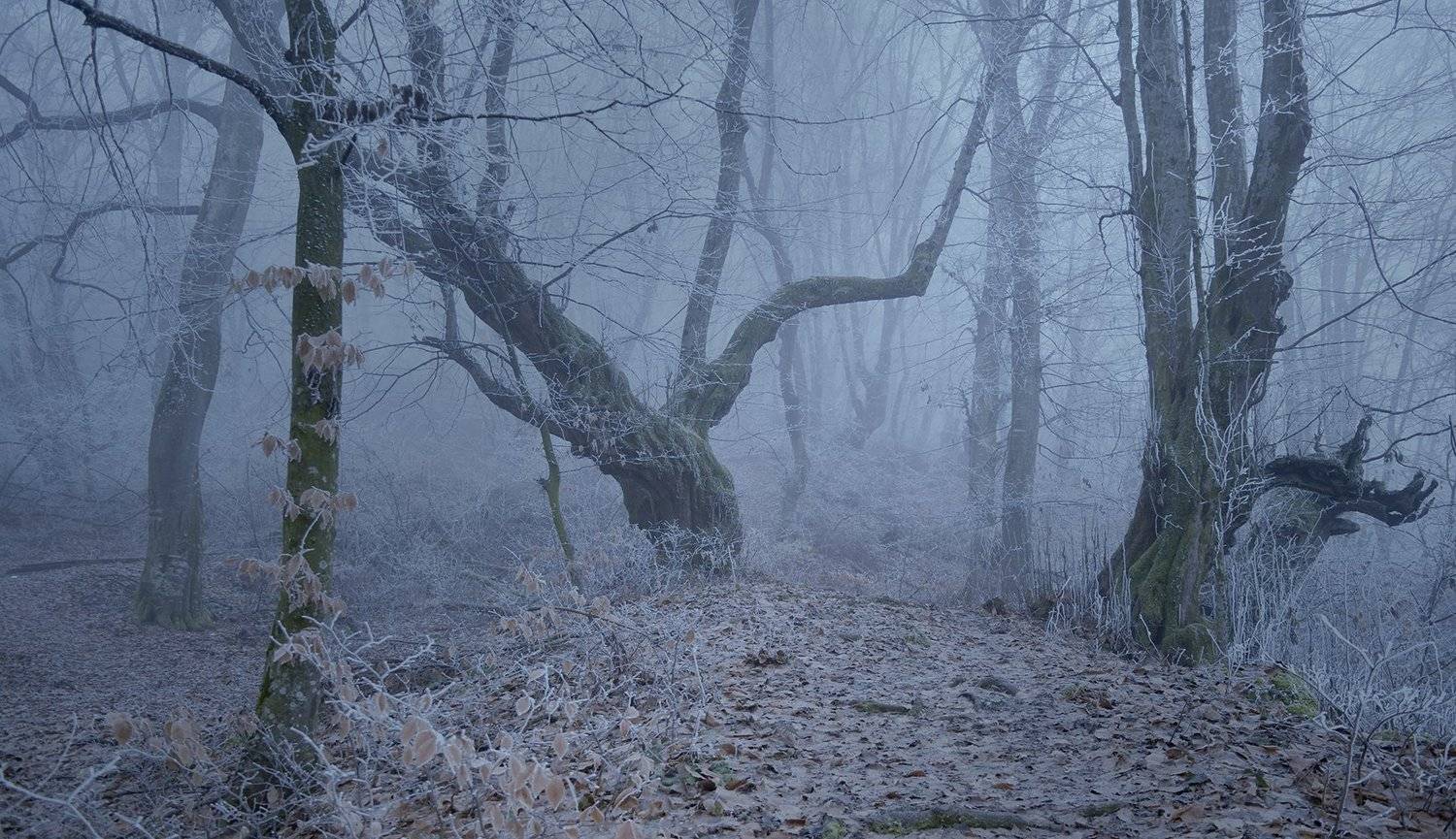 , Шипунова Ирина