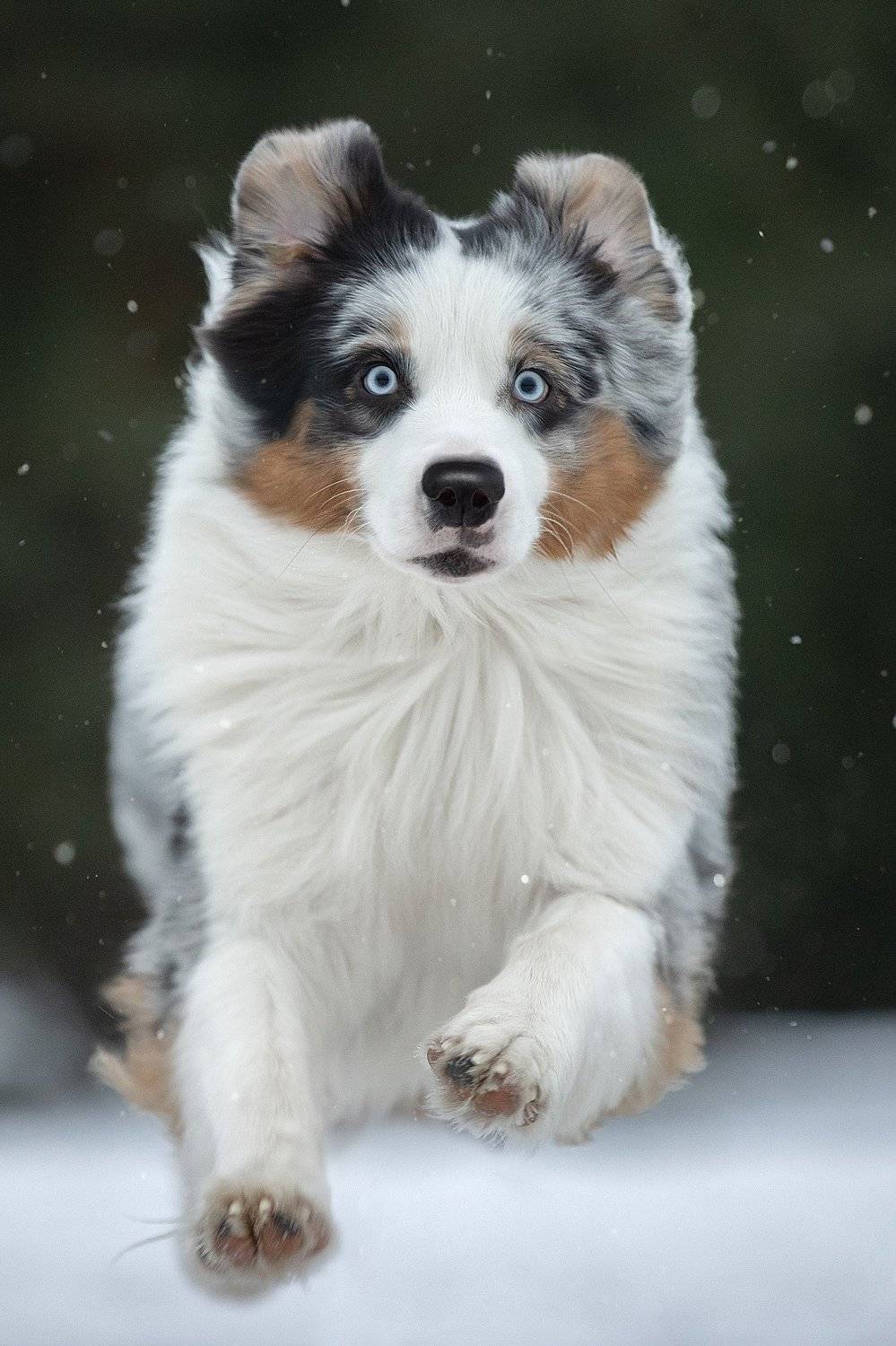 , Светлана Писарева