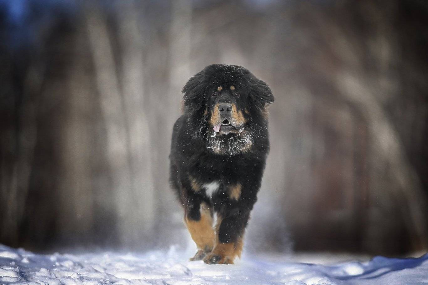 , Андрей Ершов