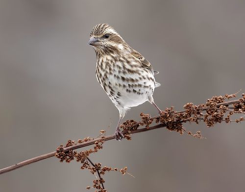 Female Purple finch - Пурпурная чечевица. cамка