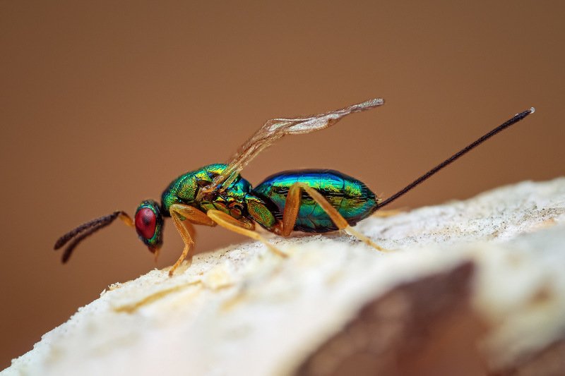 Torymidae фото превью