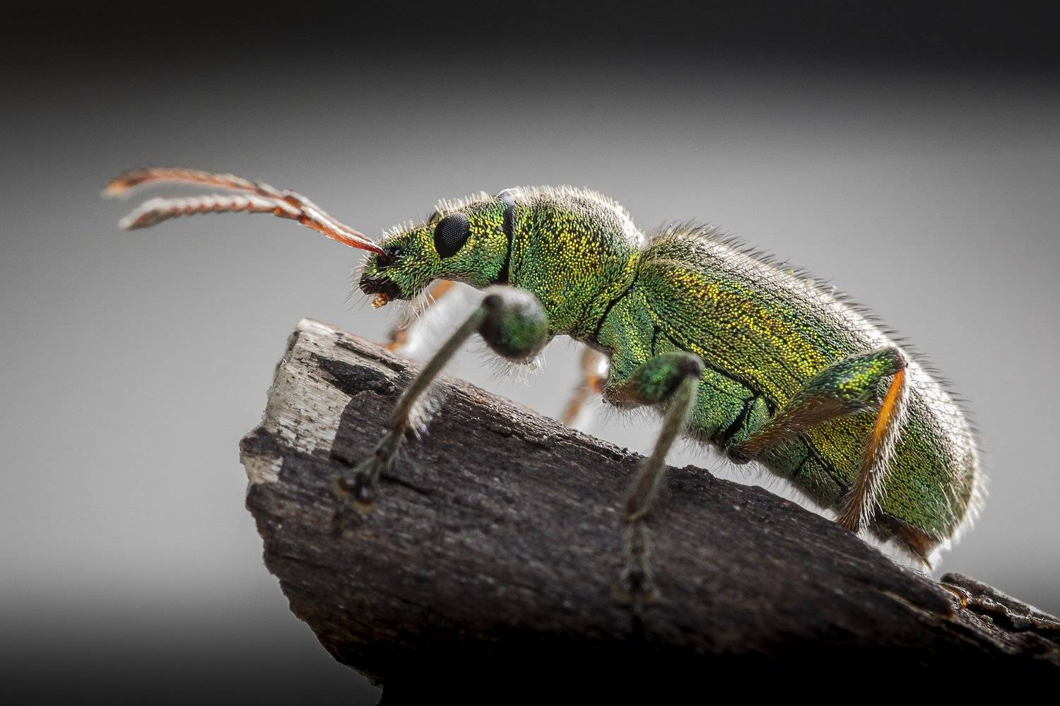 Макро , Александр Рындин