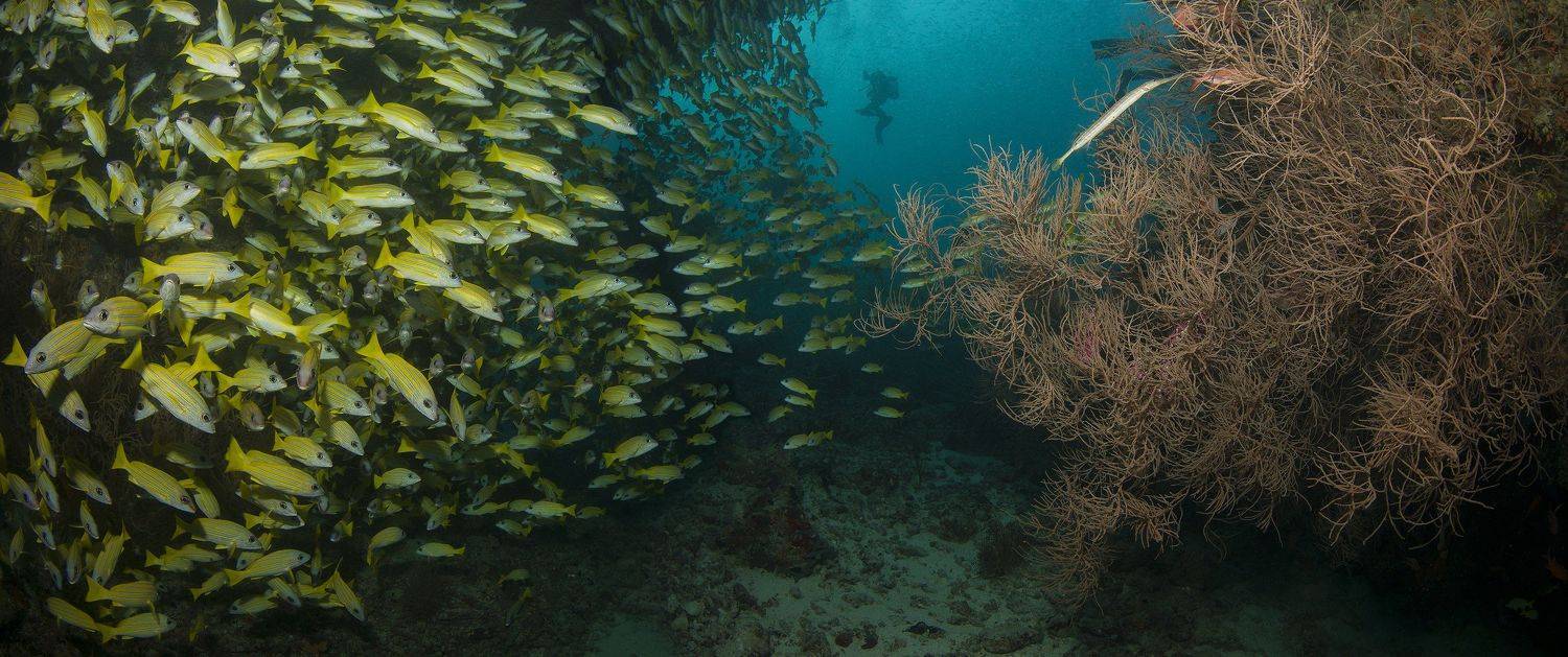 дайвинг, дайвер, рыбы, рыба, океан, мальдивы, подводный, синий, стая, коралл, Дмитрий