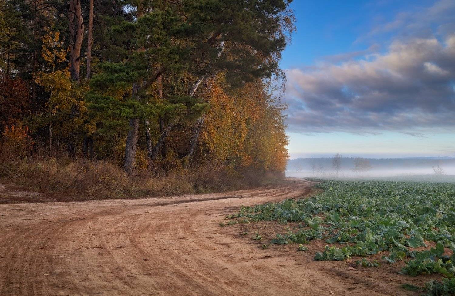 осень, дорога, утро, туман,, Сергей Шабуневич