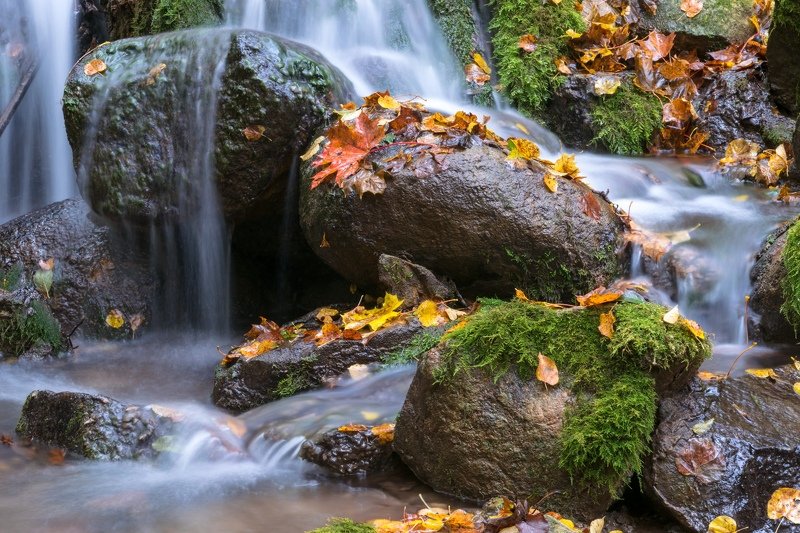 псков, изборск, мельница, вода, ручей, осень, листья, развалины, природа Осенний ручей фото превью