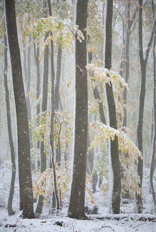 , Андрей Гусаченко