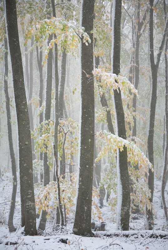 зимний цвет фото превью