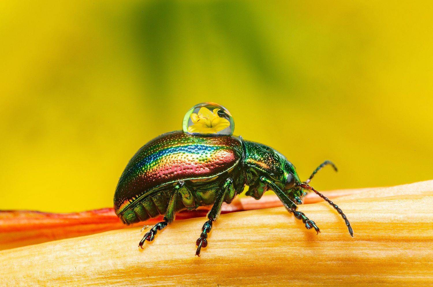 макро, насекомые, листоед, отражение, капли, природа, Иван Радьков