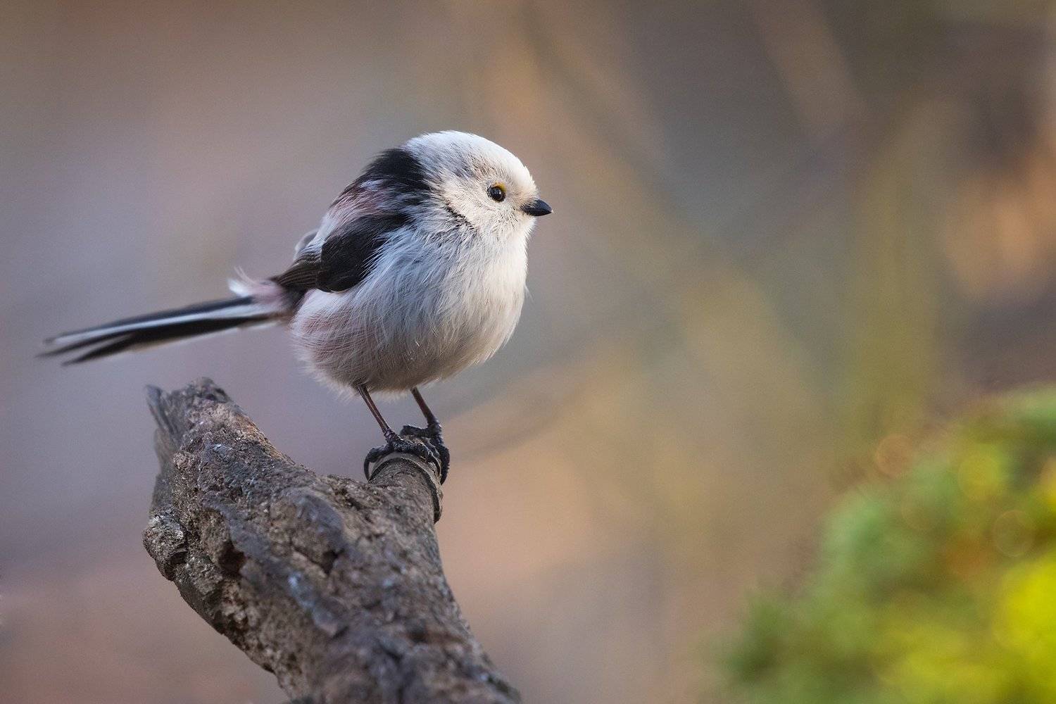 Long-tailed Tit. Автор: Robert Adamec , Robert Adamec