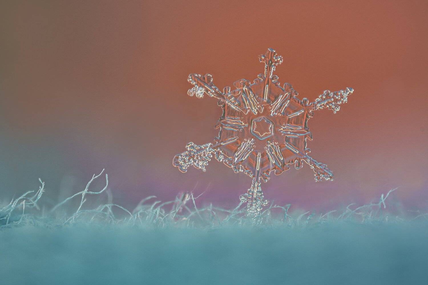 ceclii, macro, nikon d3400, lomo 3.7, Tsvetan Ganev