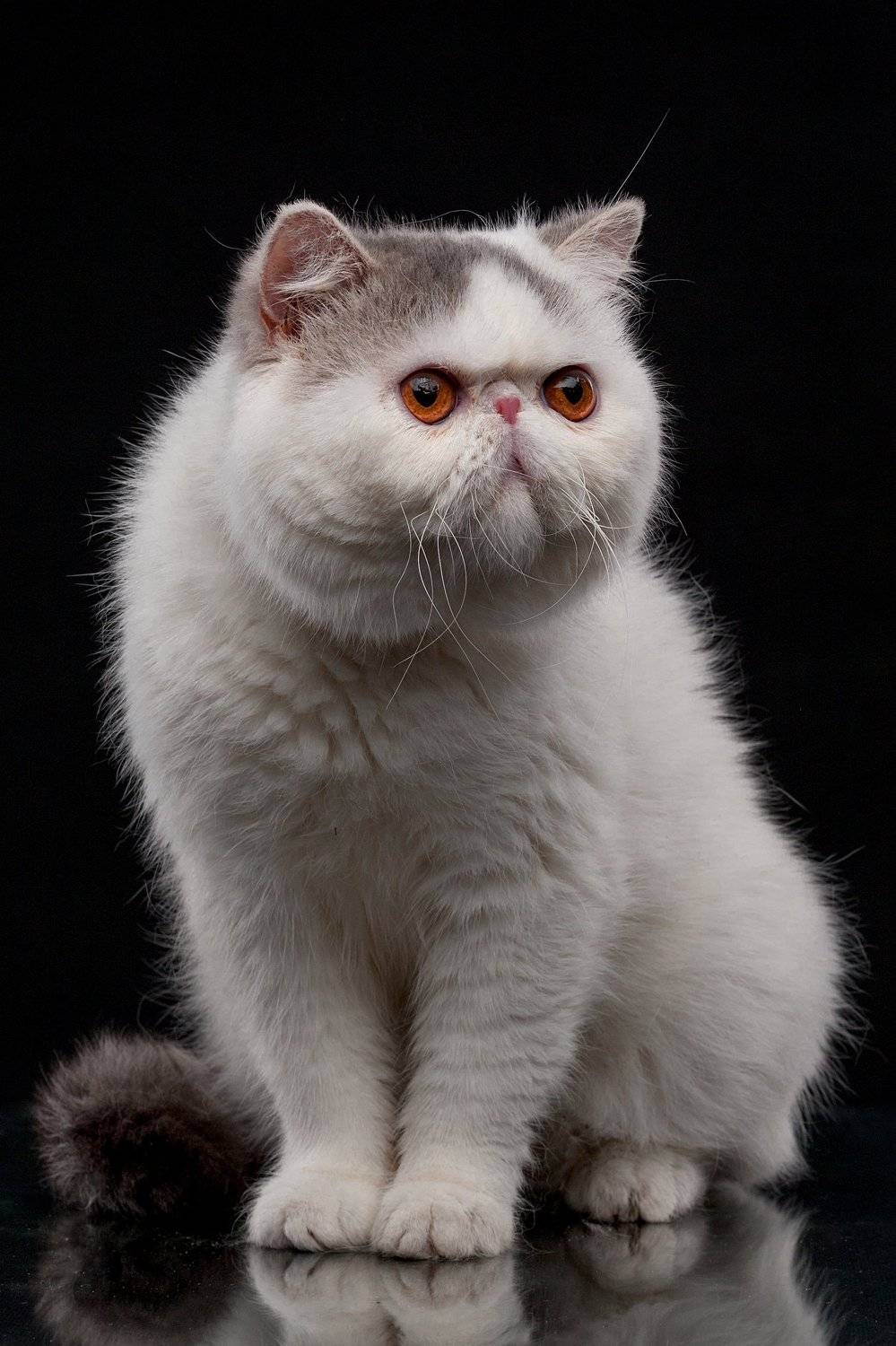 кот, студия, портрет, экзот, Евгений Дёгтев