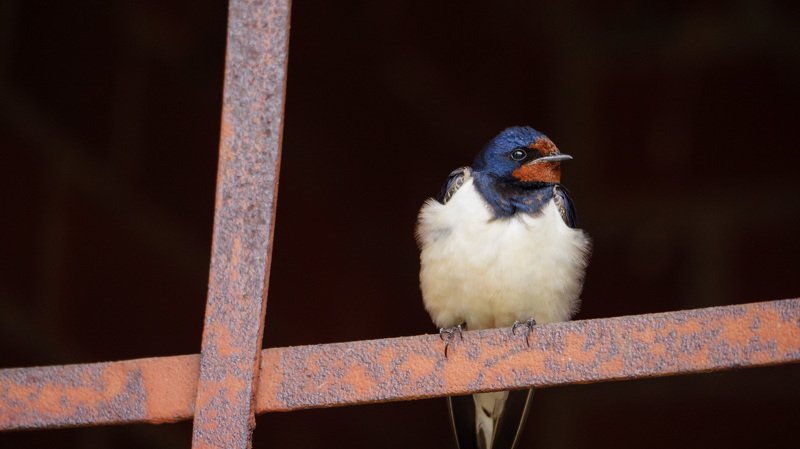 В клетке фото превью