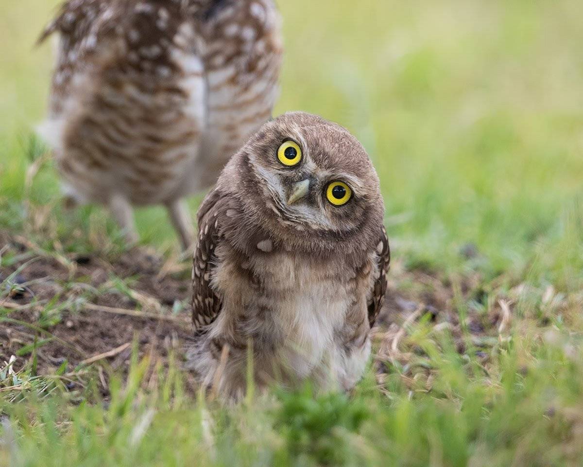 птицы, уругвай, Елена Давыдова
