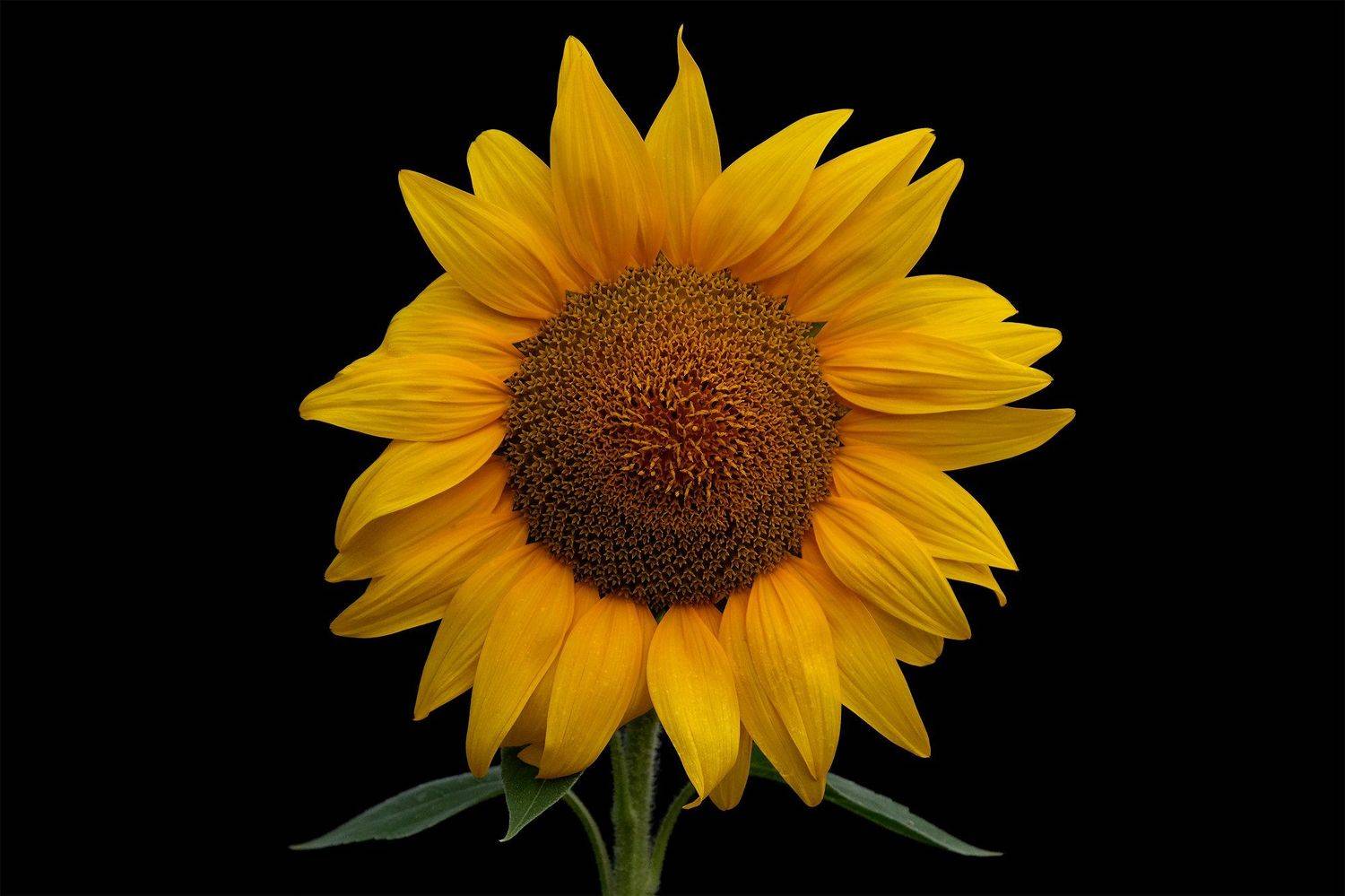 подсолнух, цветы, жёлтый, чёрный фон, растение, макро, sunflower, flowers, yellow, blackbackground, plants, Stanislav Yendrek