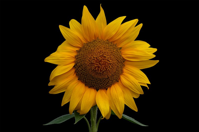 подсолнух, цветы, жёлтый, чёрный фон, растение, макро, sunflower, flowers, yellow, blackbackground, plants Излучающий тепло.. фото превью