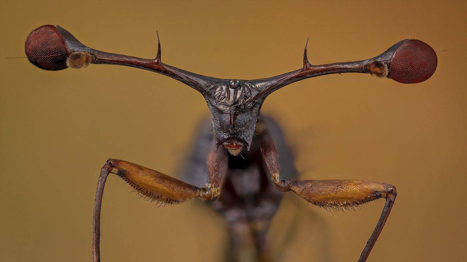 diopsidae, Eugenijus Kavaliauskas