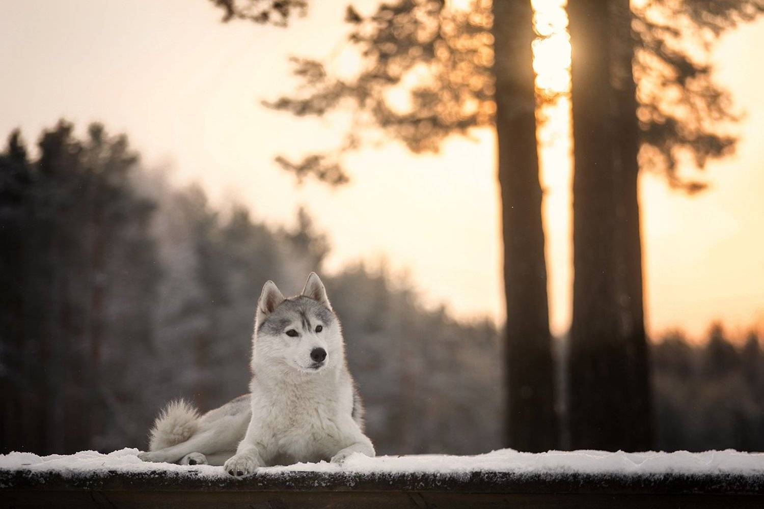 , Андрей Ершов