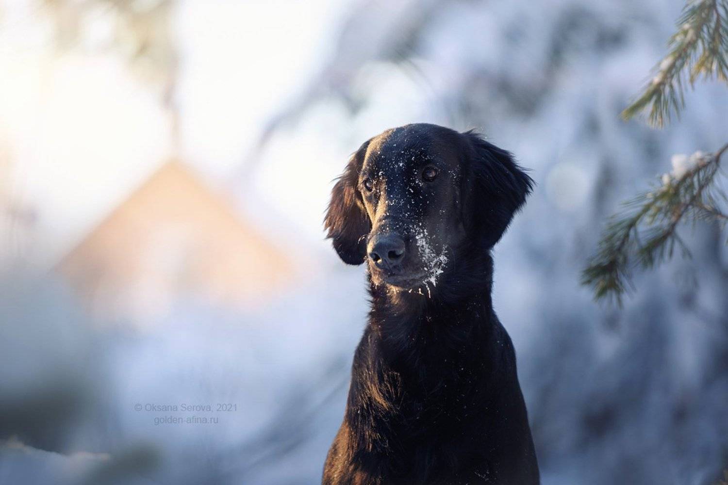 , Оксана Серова