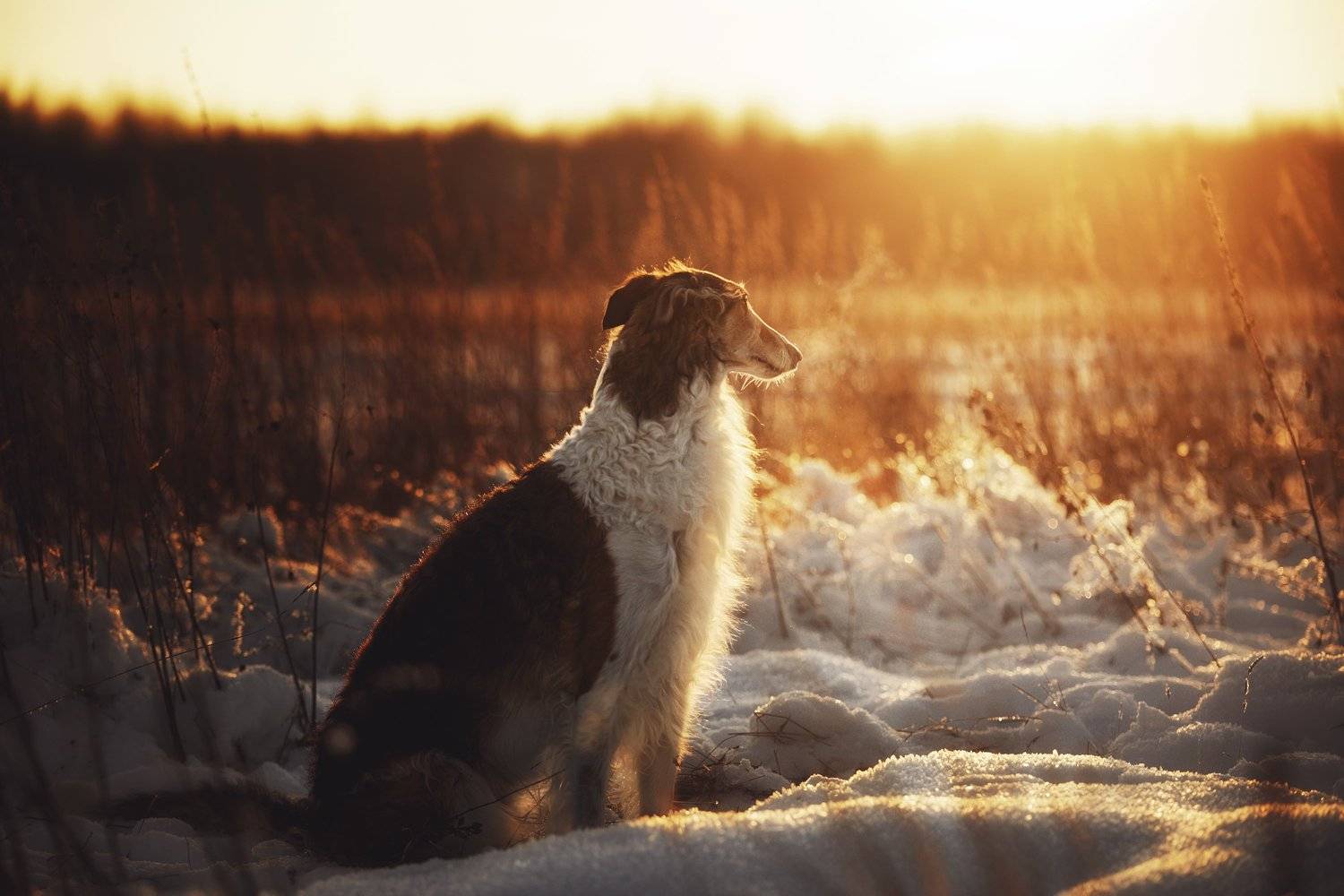 , Наталия Поникарова