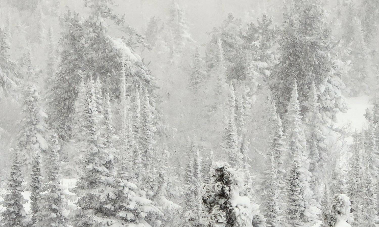 снег, иней, мороз, зима, пихты, кедры, гора зелёная, шерегеш, горная шория, сибирь, Валерий Пешков