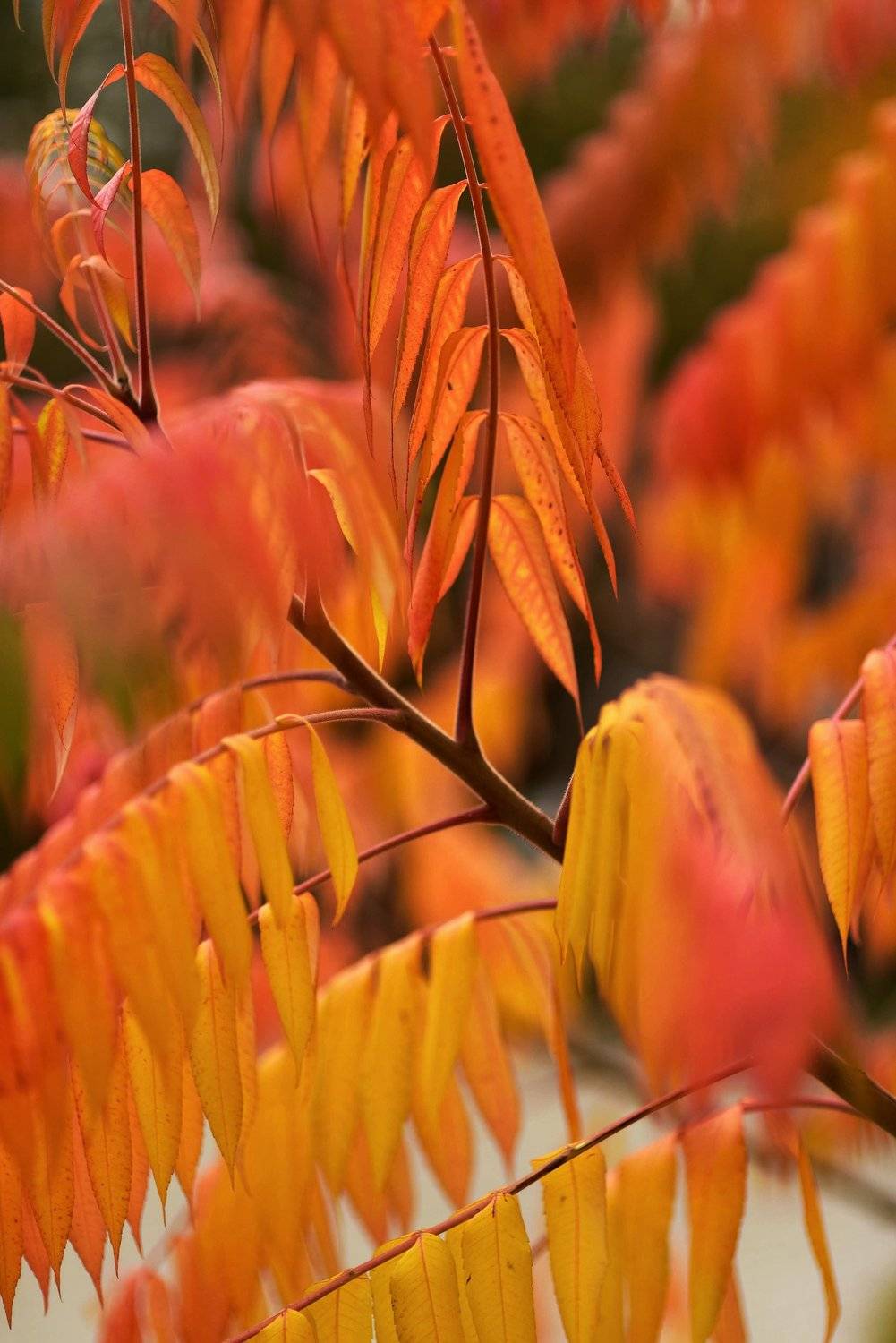 , Владимир Леликов-Кузьменко