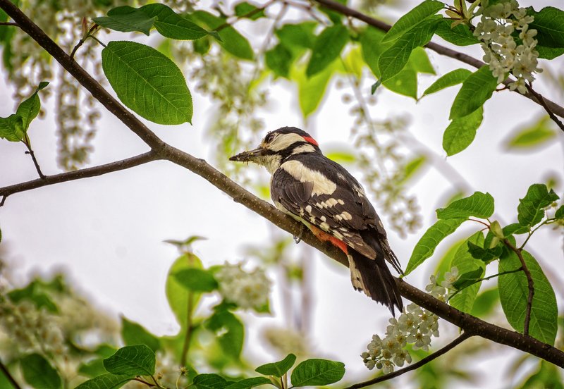 Охота на ос,пчёл, всё для птенцов - они ждут. фото превью