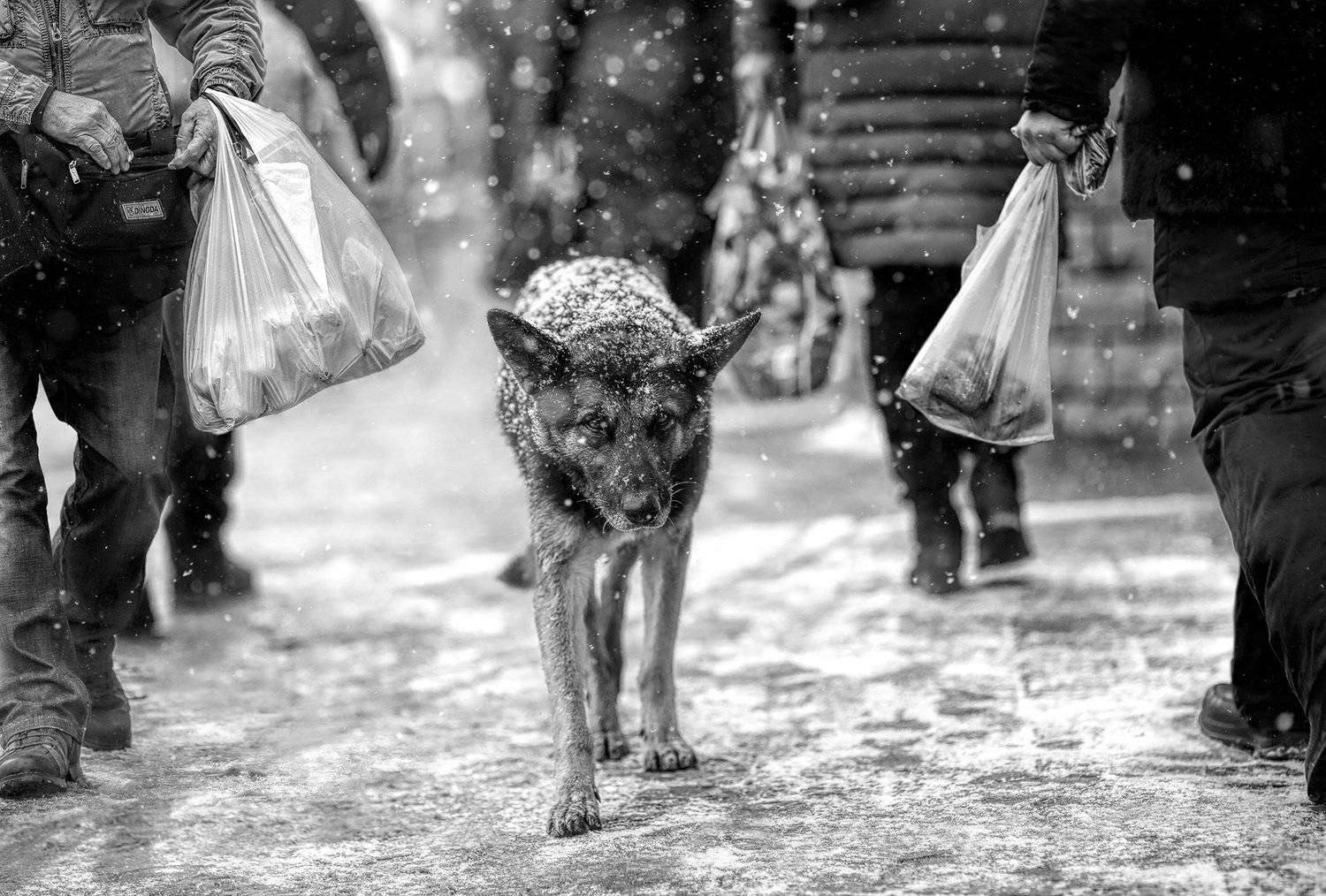 , Светлана Павловская