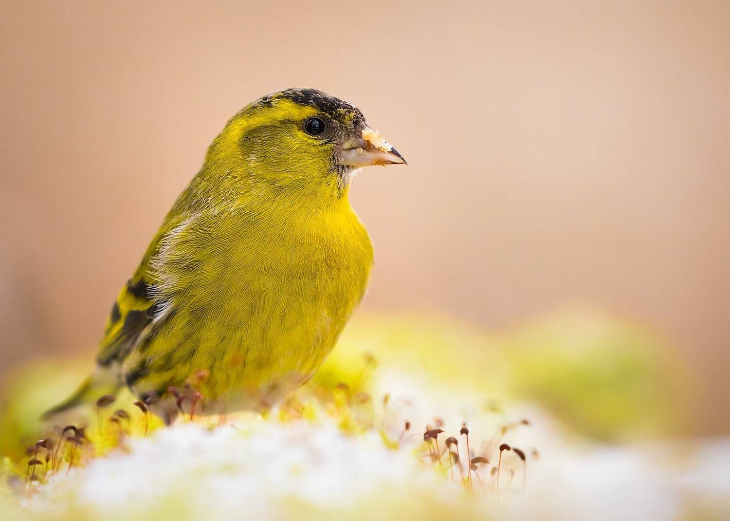 , Robert Adamec