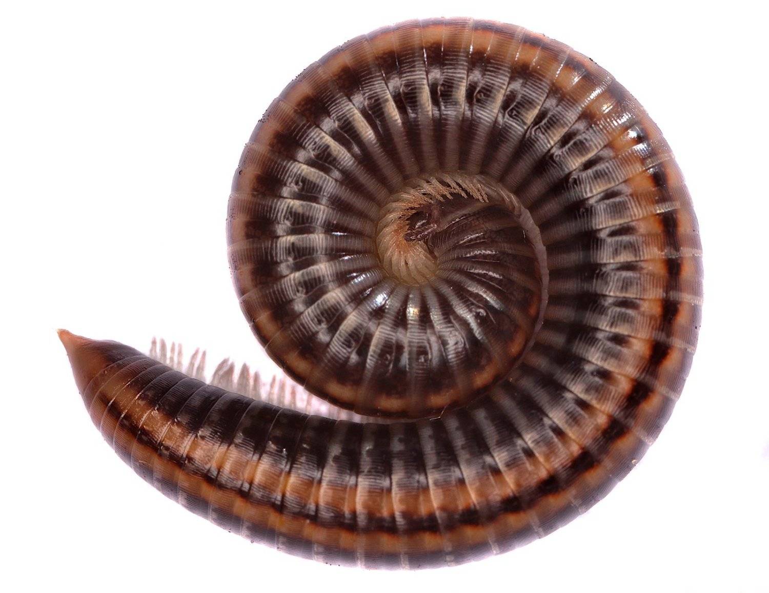 кивсяк, Александр Зорин