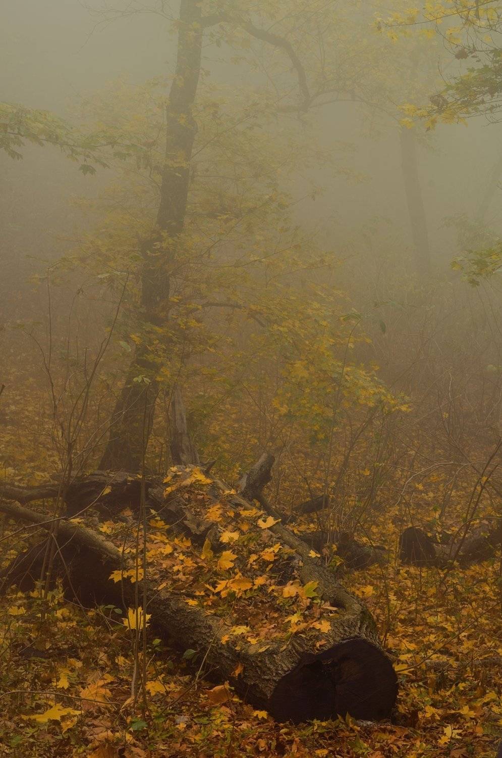 осень листва утро лес туман, Александр Жарников