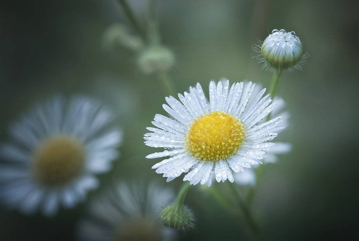 цветок, макро, лесной, macro, flower, Марина Хилько