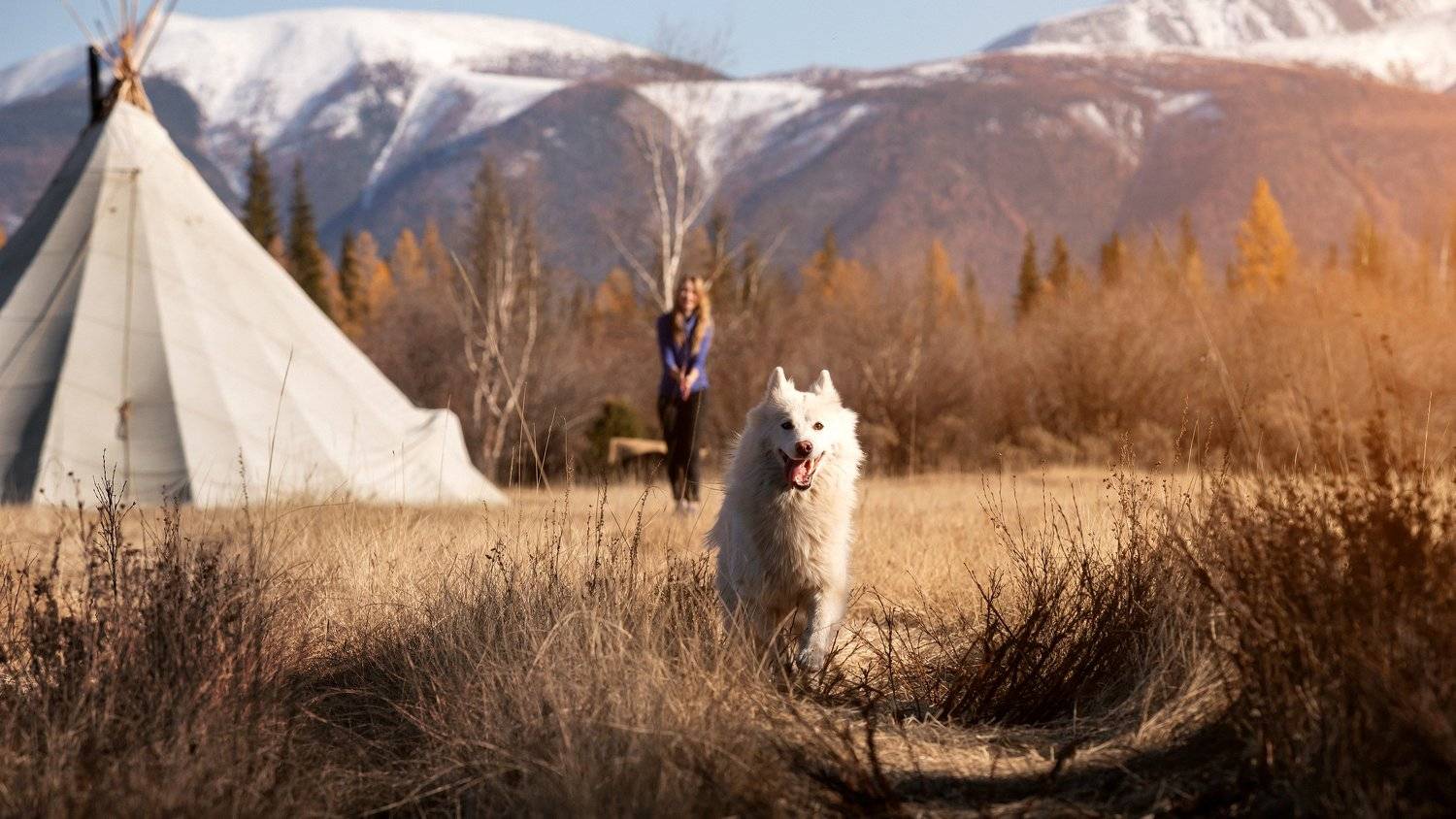 лайка, горы, закат, природа, пейзаж, собака, Станислав Попов