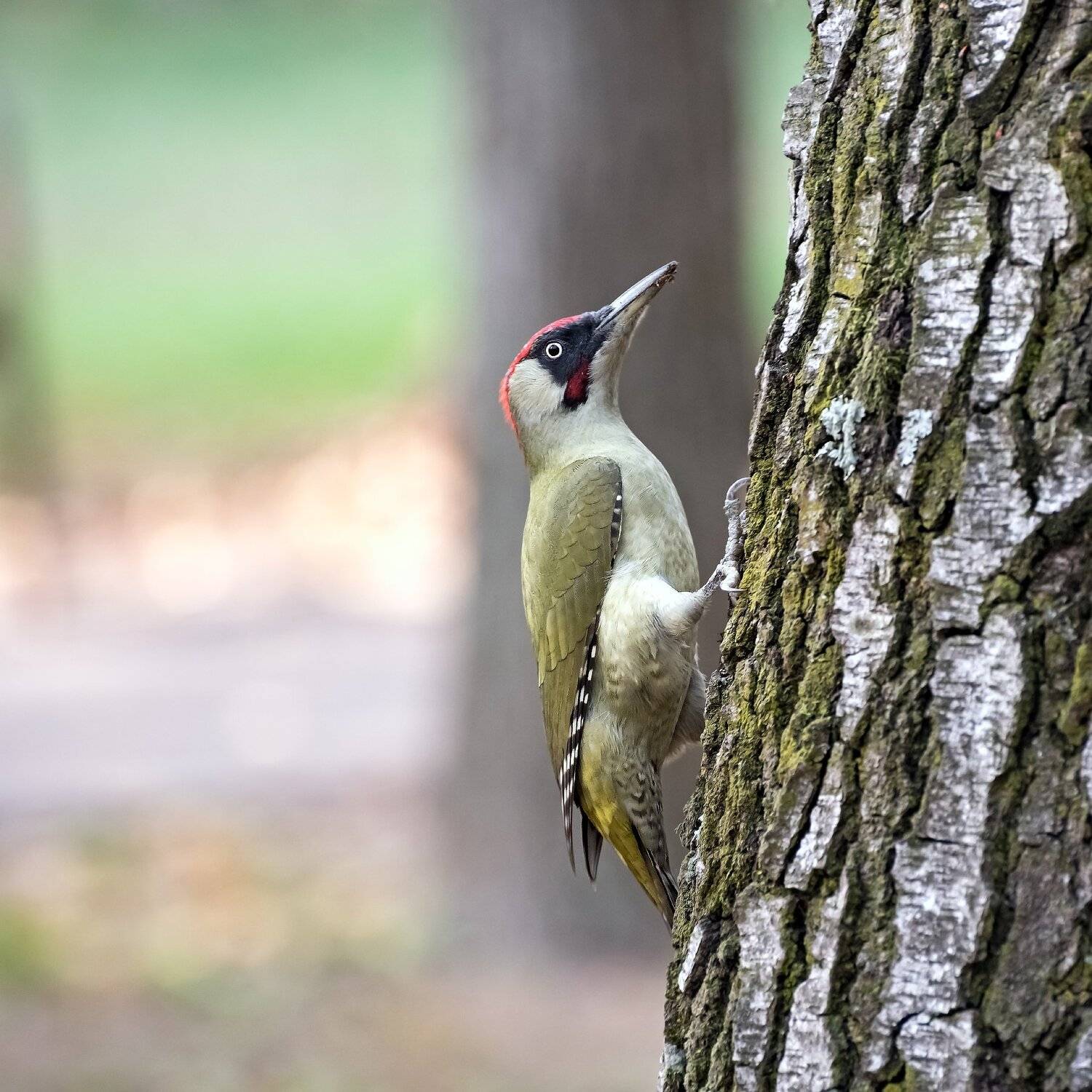 зеленый дятел, Алексей Рыльский