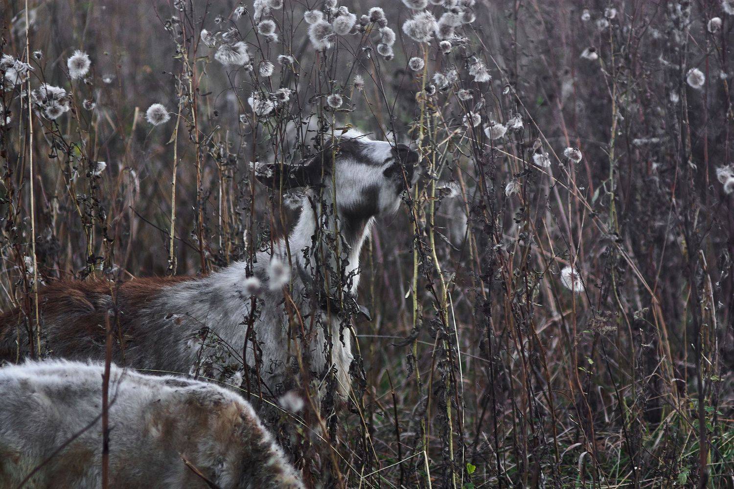 , Алексей Баландин