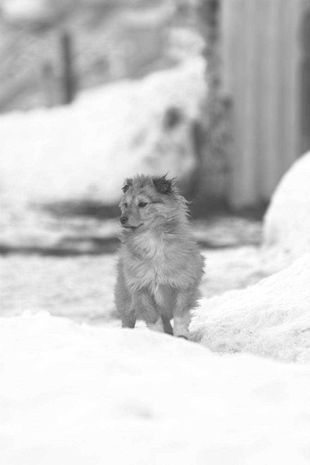 , Алексей Баландин