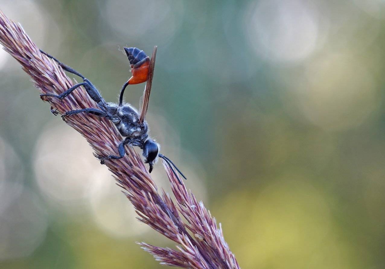 , Чепленко Алексей