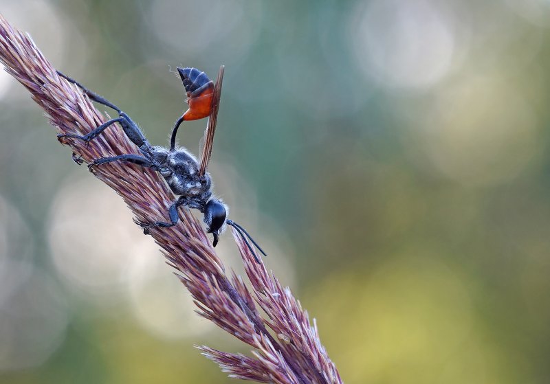 Оса фото превью