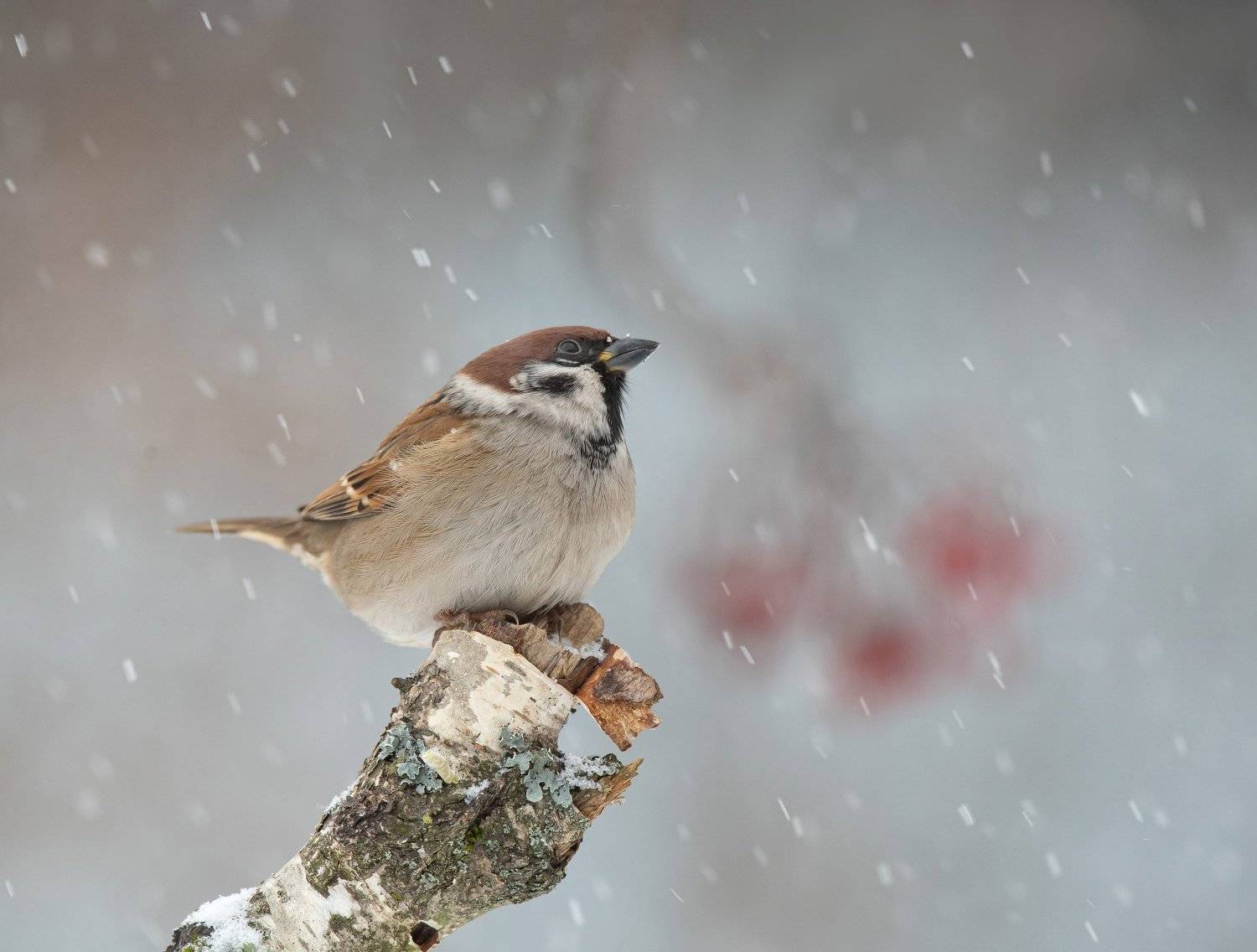 , Андрей Киселёв