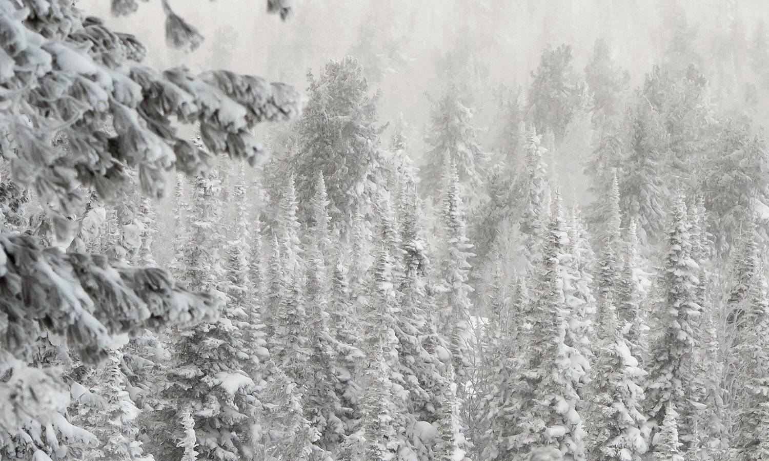 снег, иней, мороз, зима, пихты, кедры, гора зелёная, шерегеш, горная шория, сибирь, Валерий Пешков