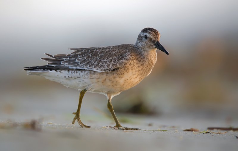 Biegus rdzawy фото превью