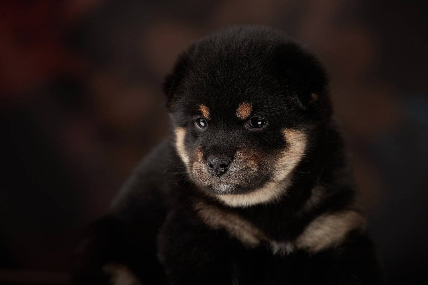 собака, щенок, Лана Полякова