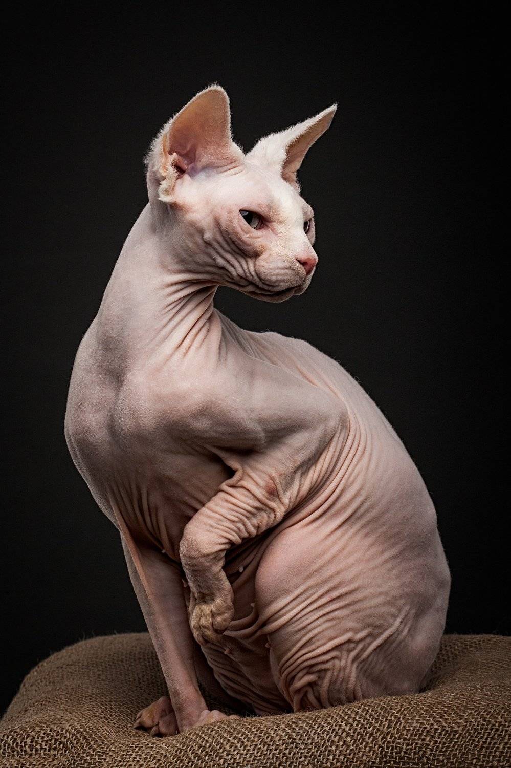 кошка, сфинкс, студия, Евгений Дёгтев