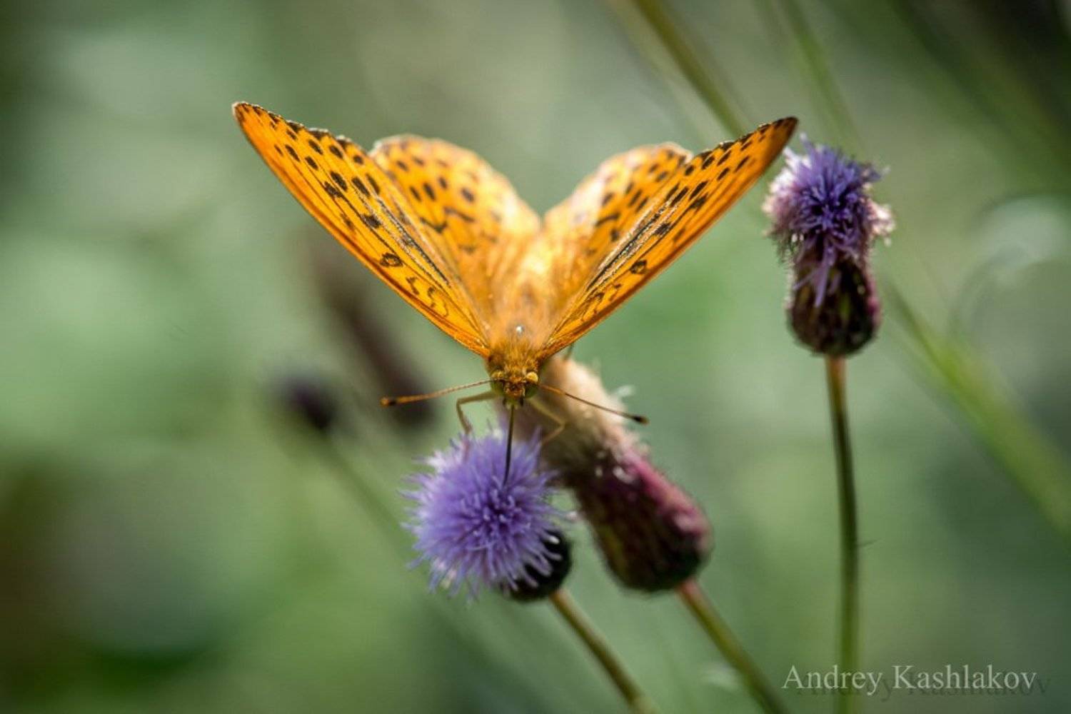 , Андрей Кашлаков