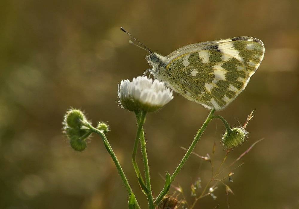 , Чепленко Алексей
