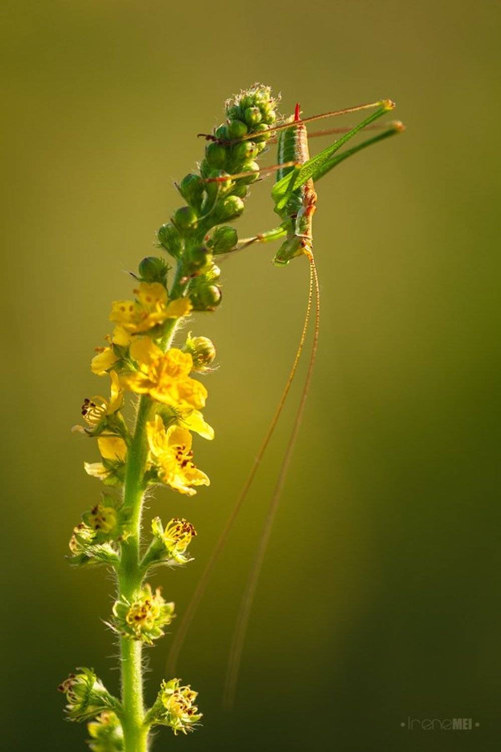 Animals, Female, Insects, Macro, Nature, Phaneroptera falcata, Tettigoniidae, Ukraine, Irene Mei