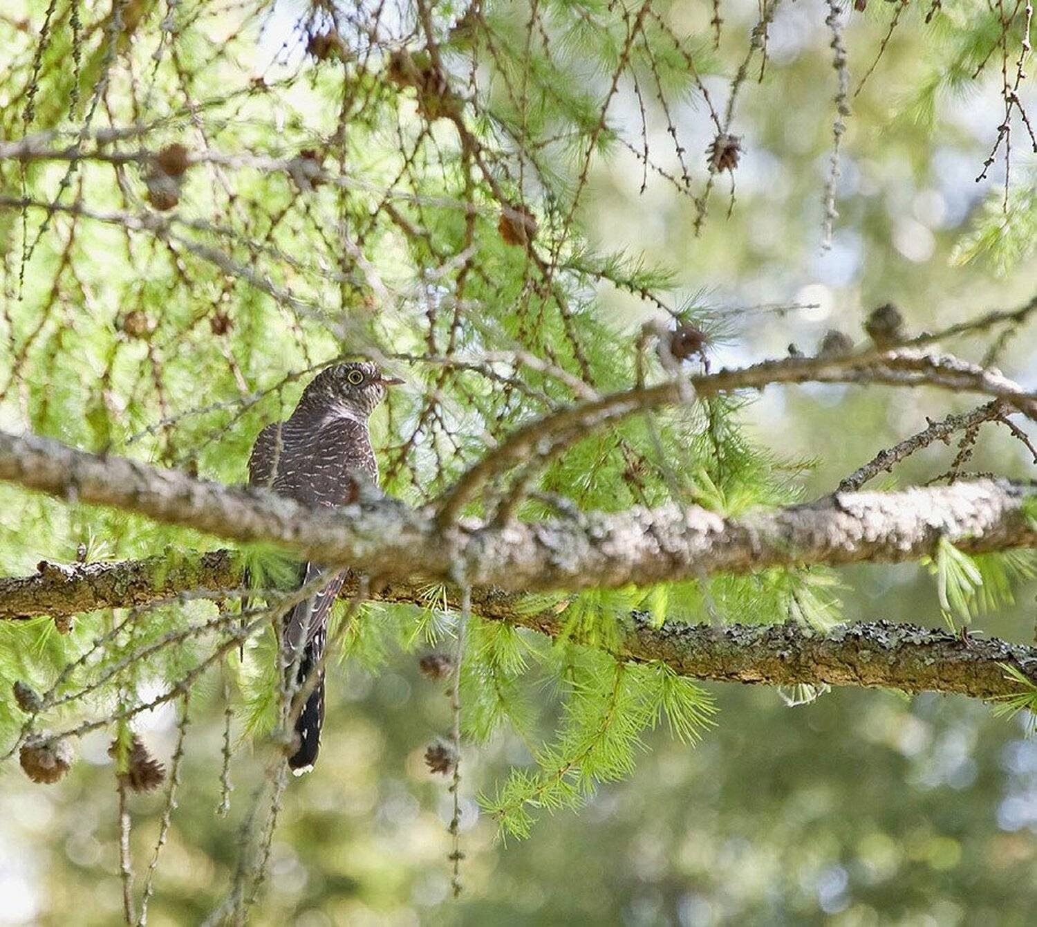 , Михаил Агеев