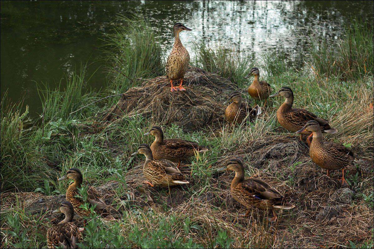 , Аркадий Белов