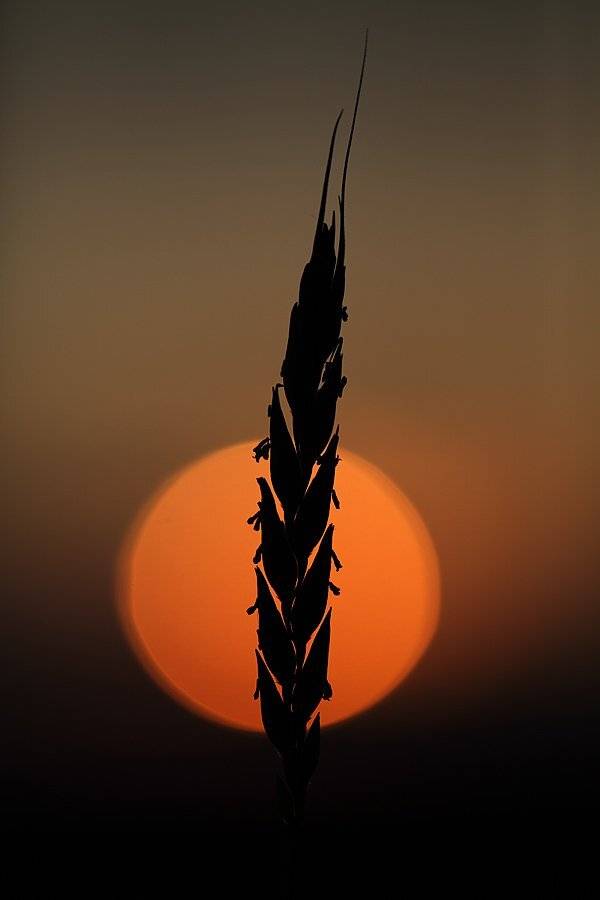 , Сергей Таланов