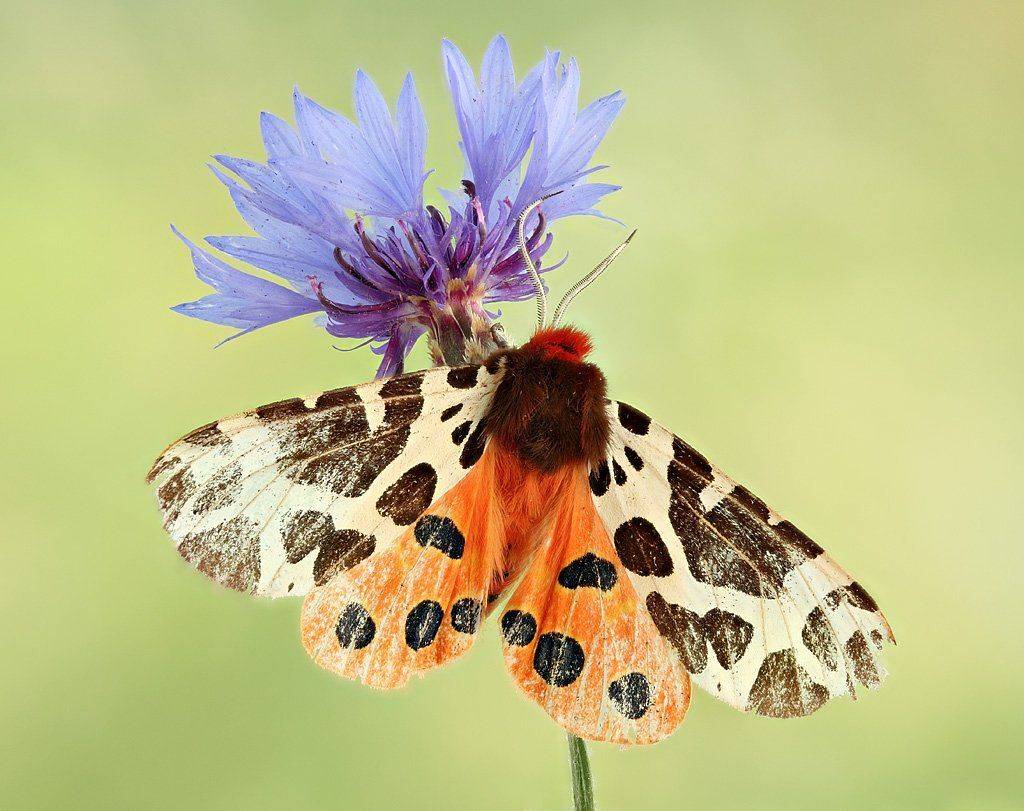 , Сергей Таланов